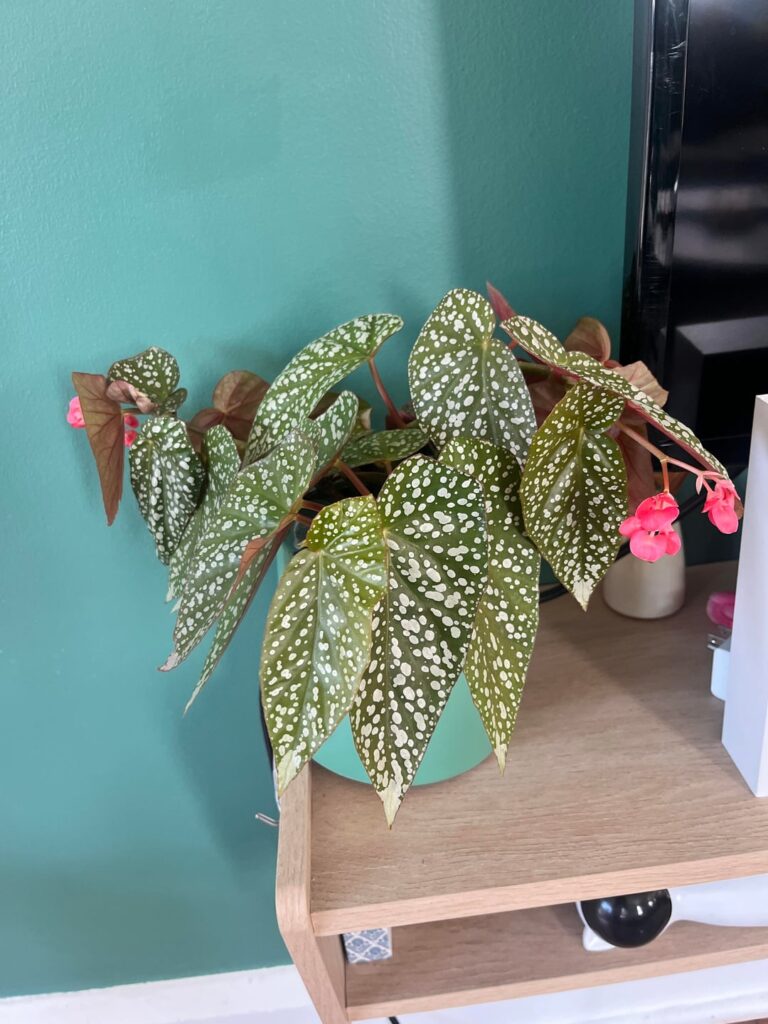 Should I be concerned about this leaf?