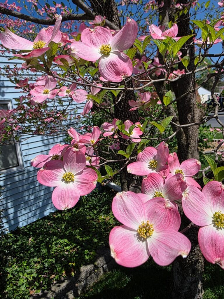 My dogwood tree in bloom