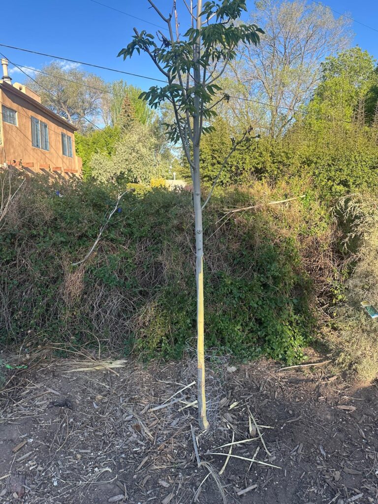 How cooked is my ash tree after puppy boredom?