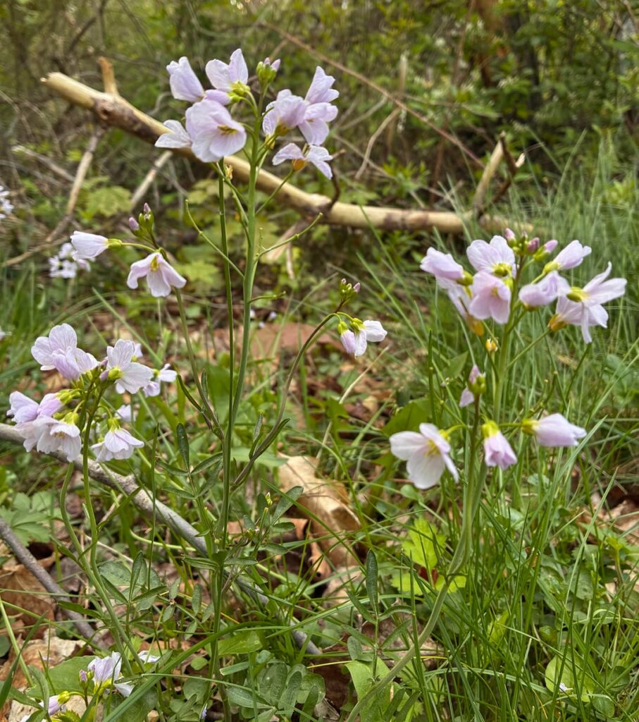 Cardamine pratensis/Ajuga reptans L.