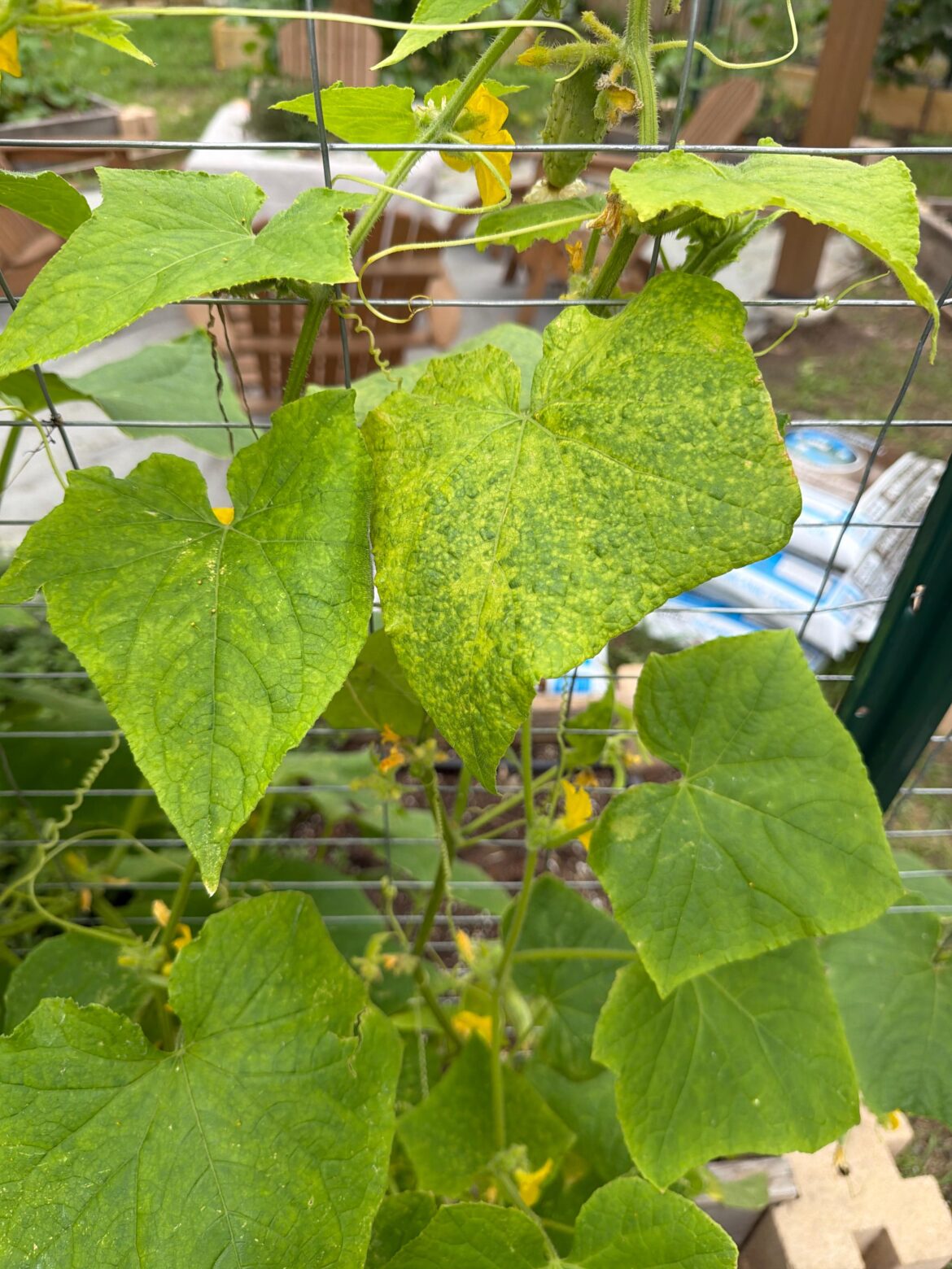 What the heck is this?