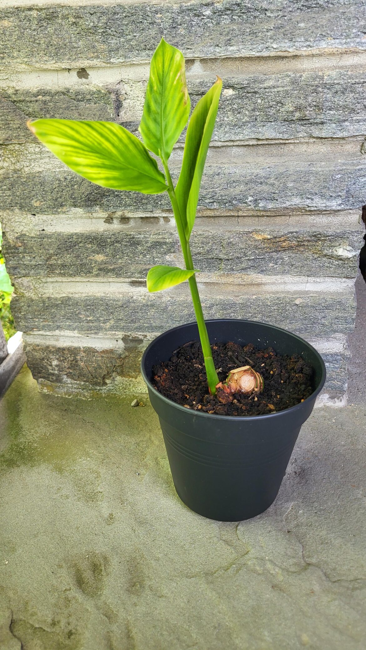 Finally successful: growing store-bought galangal Finally successful: growing store-bought galangal