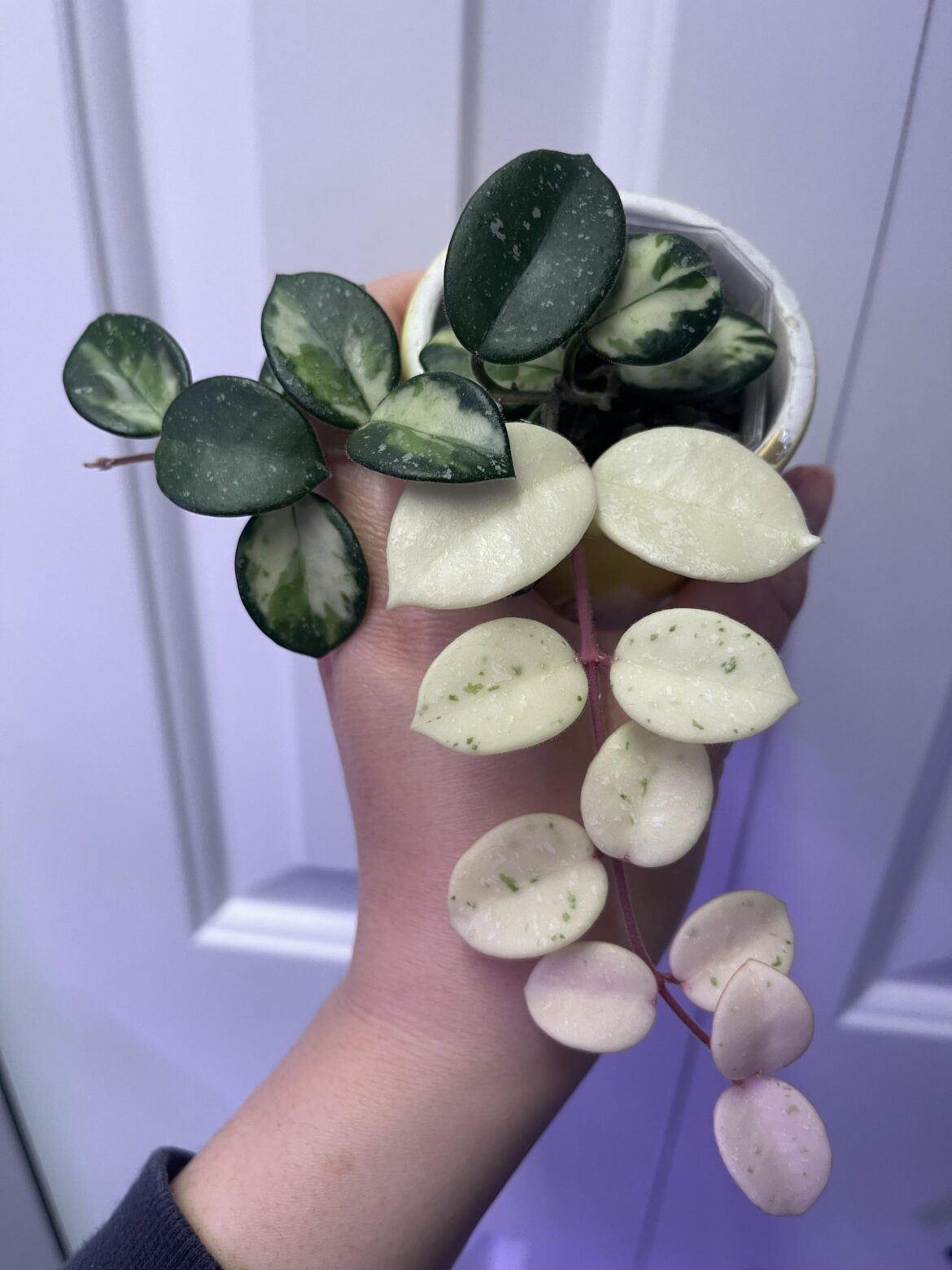 Matilde variegated