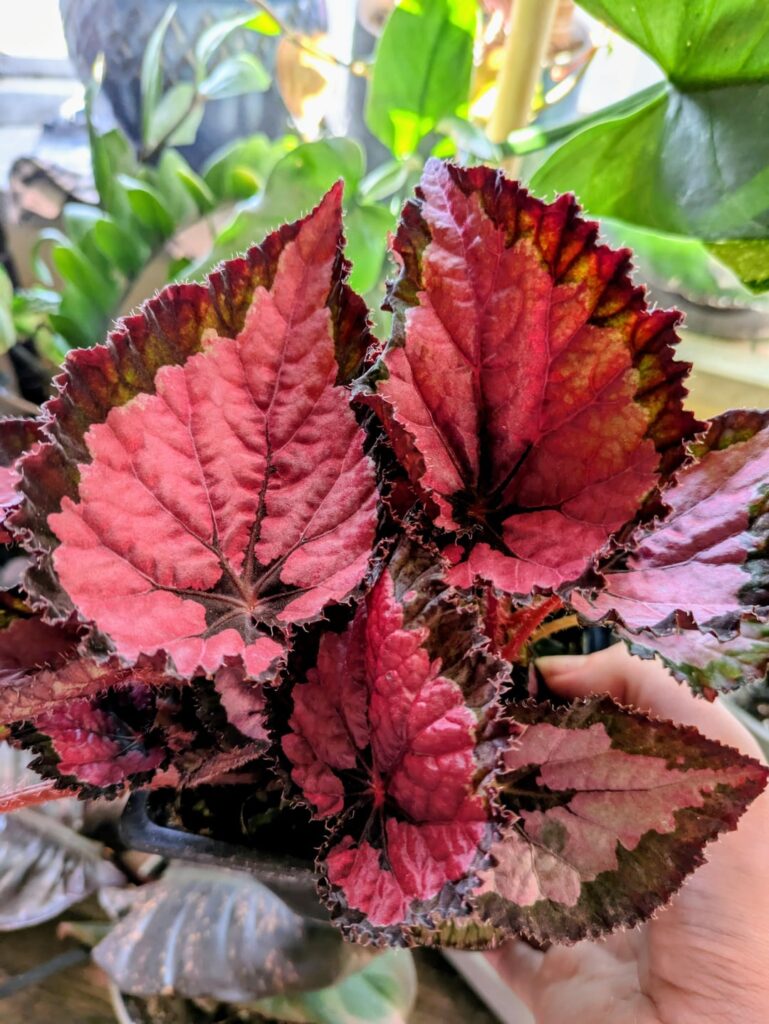 Any tips for begonias? Any tips for begonias?