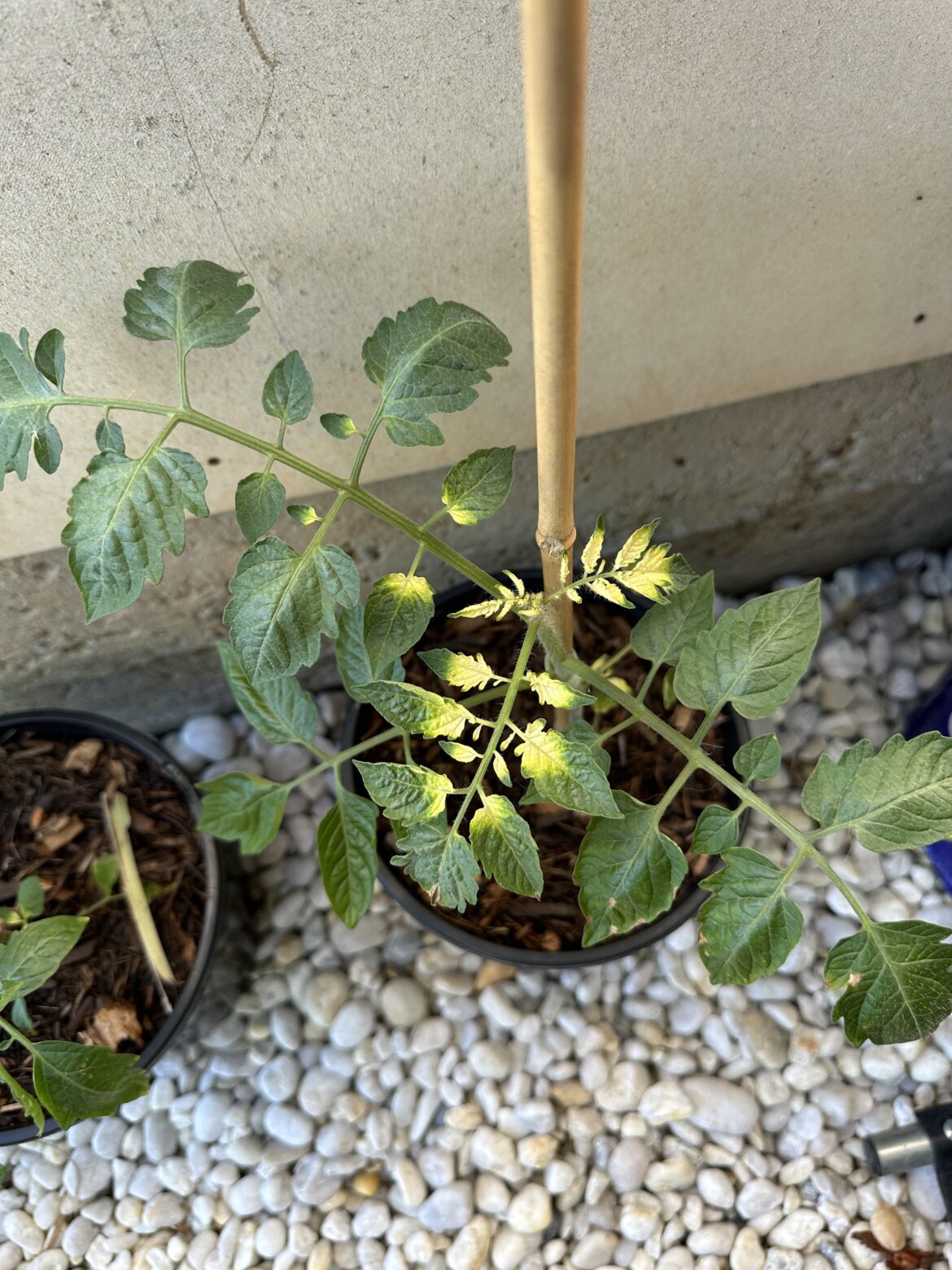 Did I accidentally fertiliser burn my tomatoes? 50/50 seasol & Powerfeed a week after a treatment of Neutrog Popul8