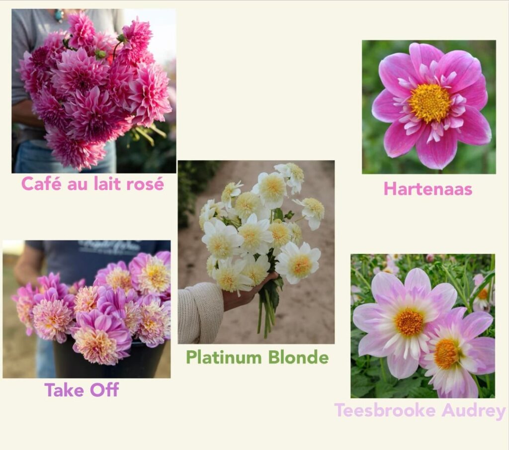 New to Dahlias