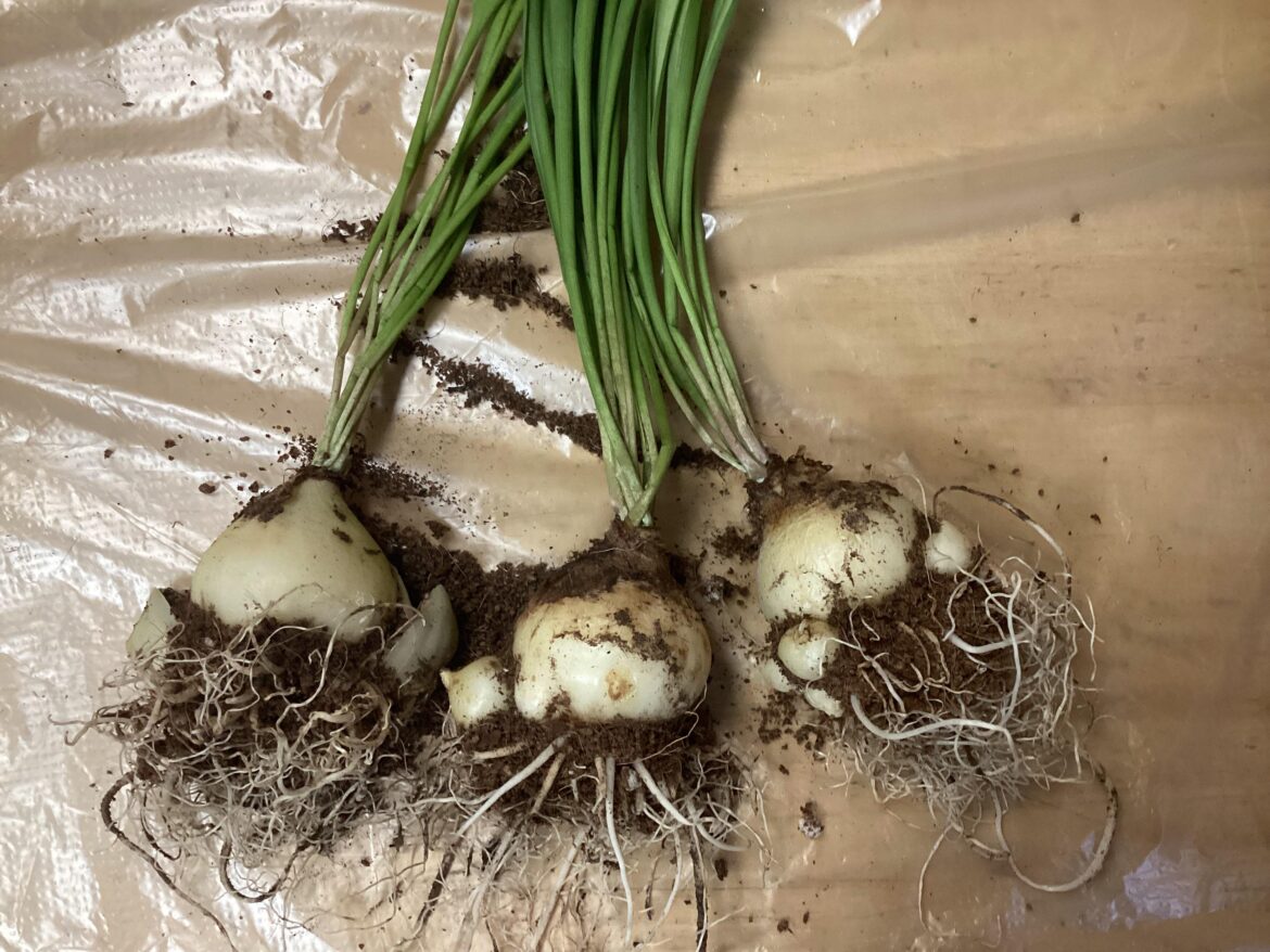 How can I separate the roots of these bulbous geophyte ? How can I separate the roots of these bulbous geophyte ?