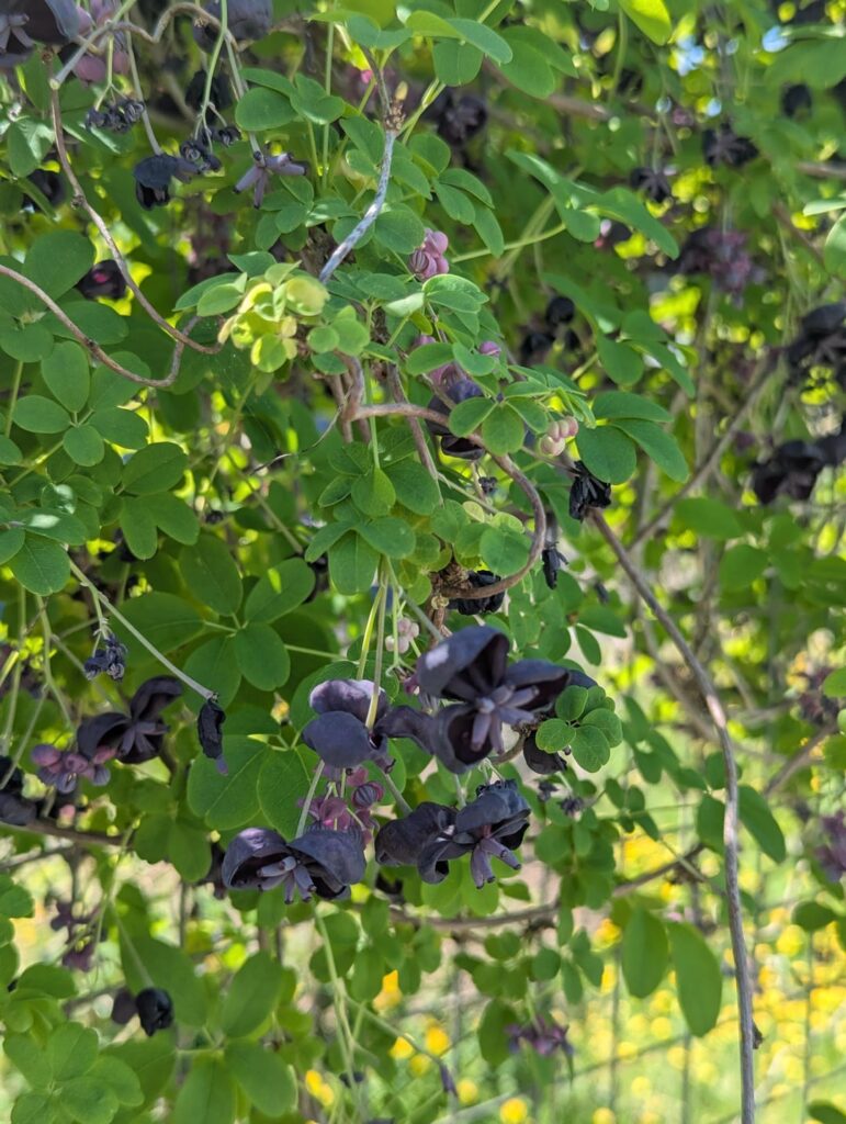 Unknown garden plant