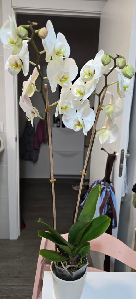 Any suggestions for my new orchid?