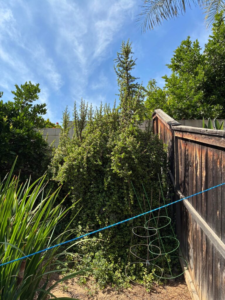 What would you do with this elephant bush?