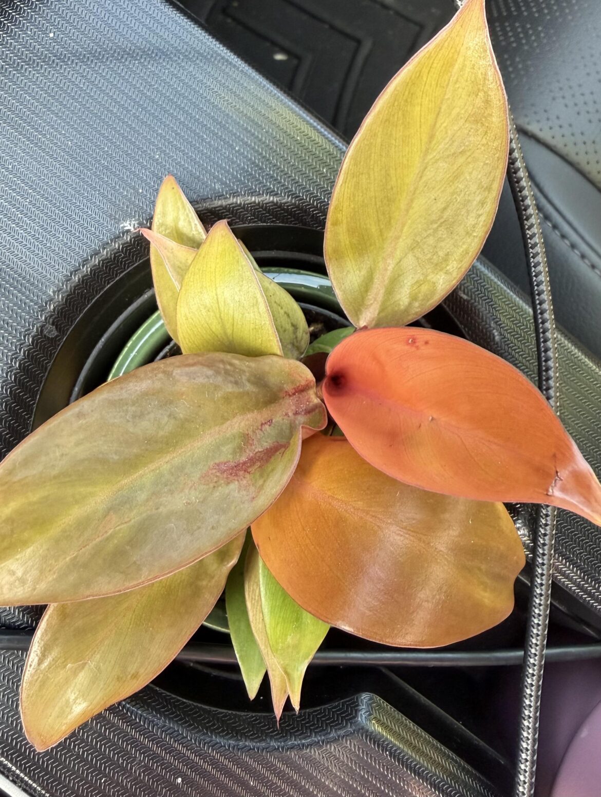 Please ID this for me?