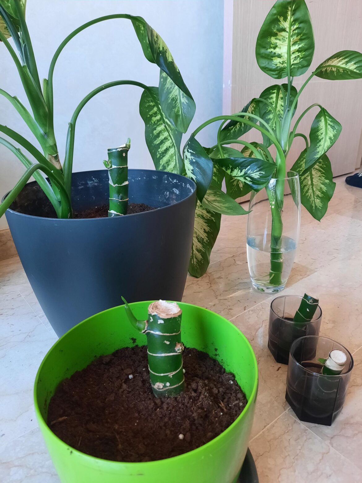 First dieffenbachia propagation attempt. 2 months update.