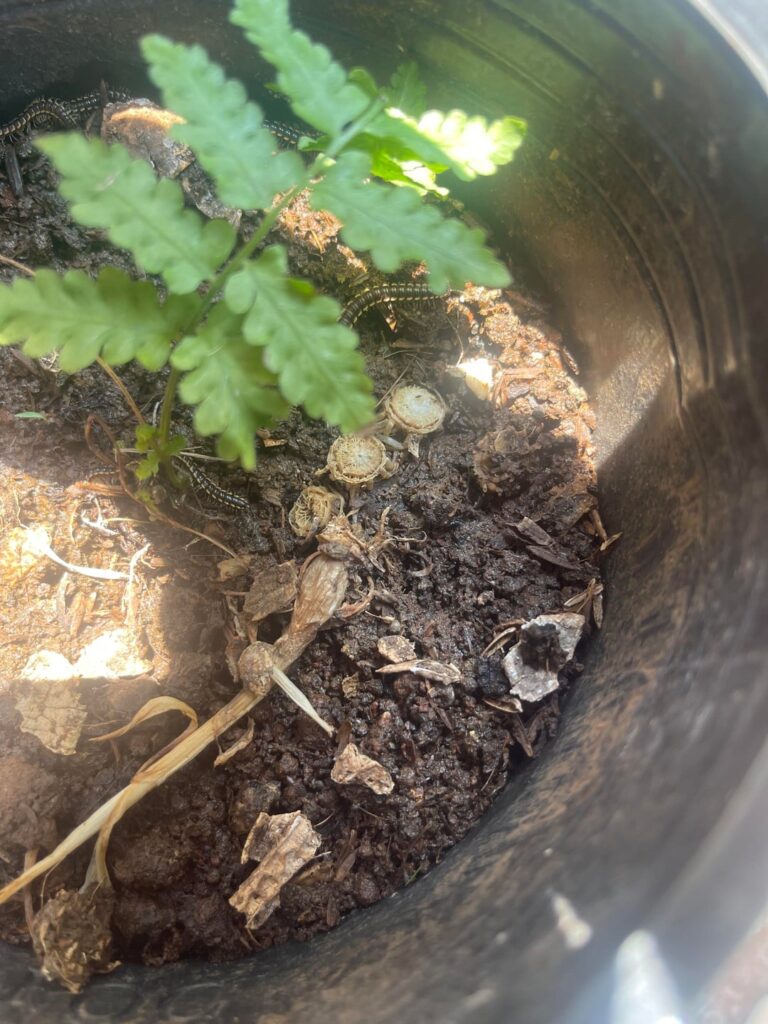 Pest help Pest help