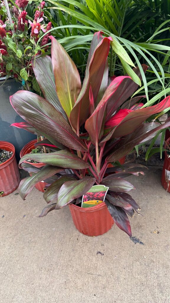 Hawaiian Ti Cordyline help Hawaiian Ti Cordyline help