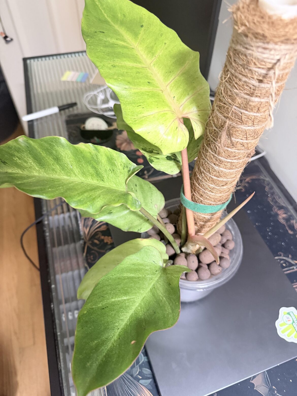 ID?
