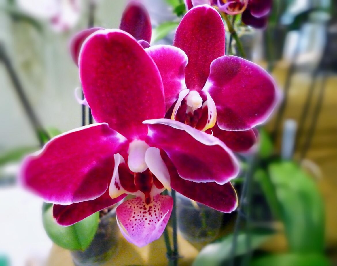 Orquídea Mariposa(Género Phalaenopsis)[OC].