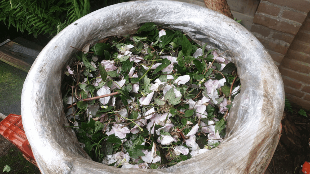Composting Clematis Montana - Smells great