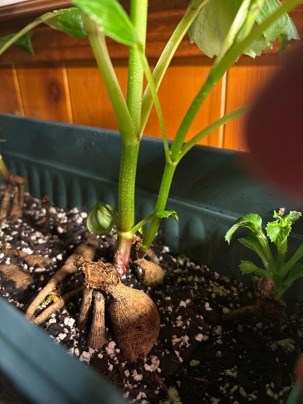 Tubers not planted flat.. now what?