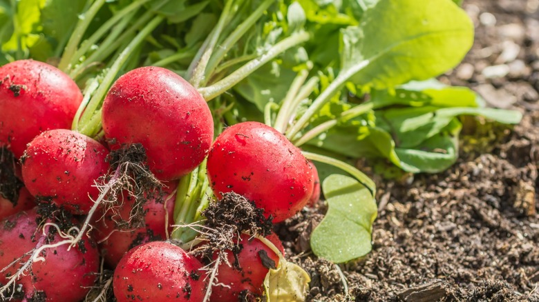 Radishes freshly pulled from the ground still covered in dirt.