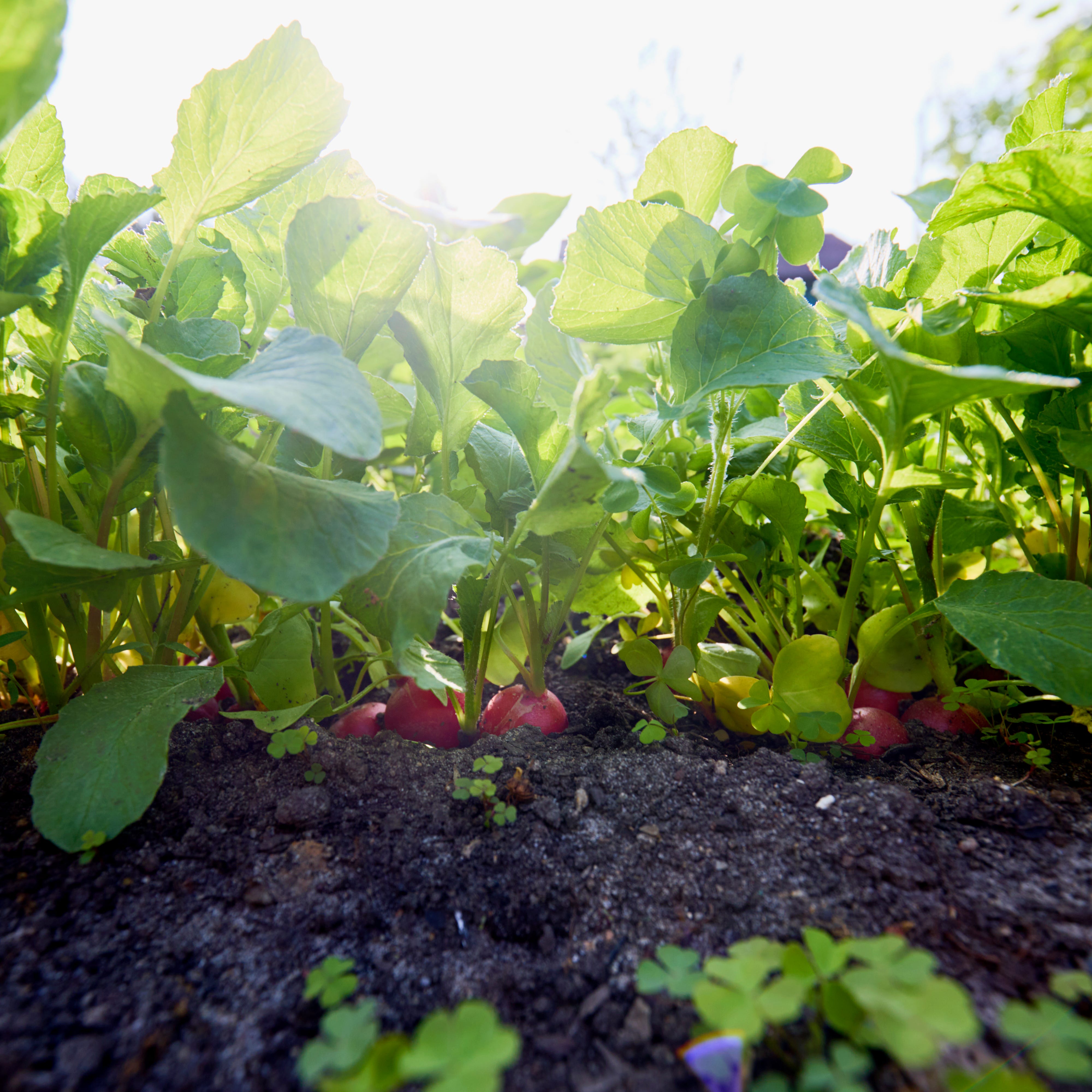 radishes in a vegetable garden against sunlight