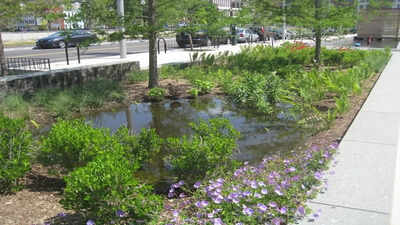 The secret to a rain garden that looks like a designer bed, not a swamp