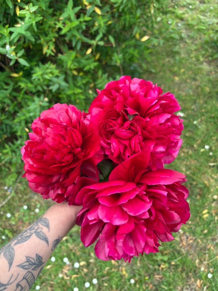 inherited a stunning peony in our new garden. any tips? inherited a stunning peony in our new garden. any tips?