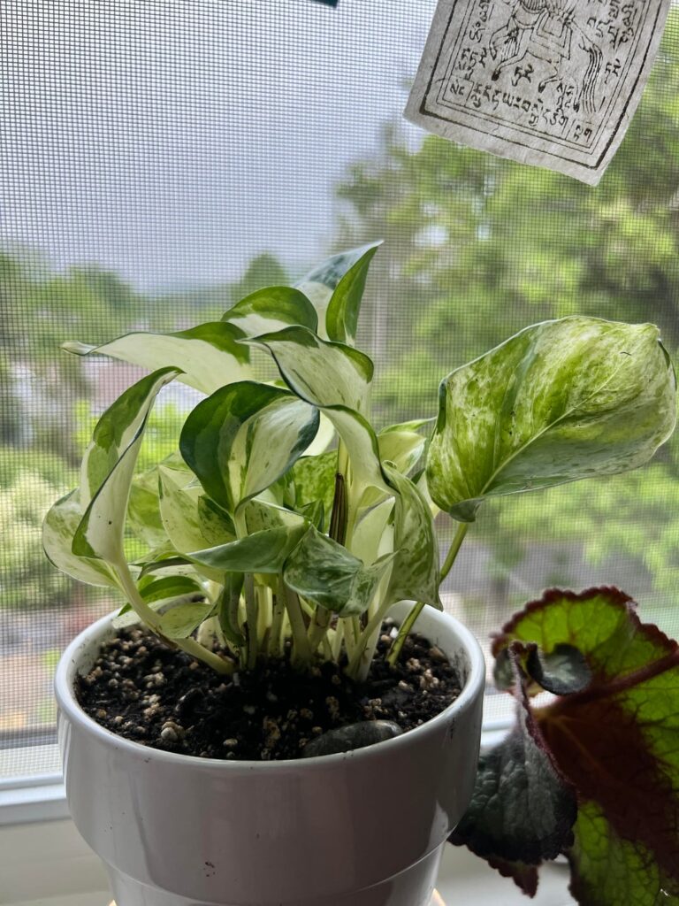 I always thought I didn’t like pothos…