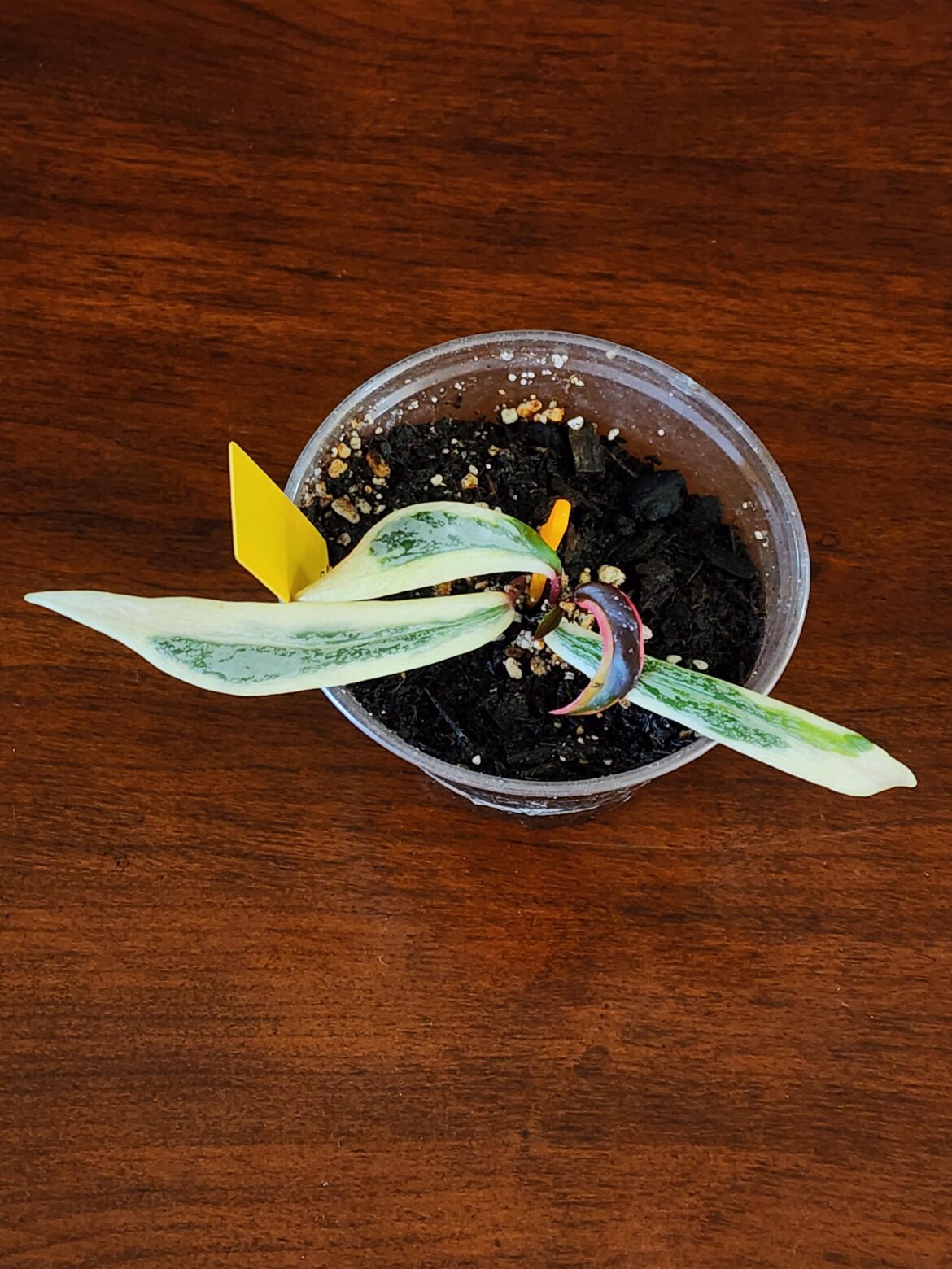 My baby variegated pubicalyx royal hawaiian purple splash ✨️ She's getting bigger! Came to me as the tiniest 2 leaf node 🌱