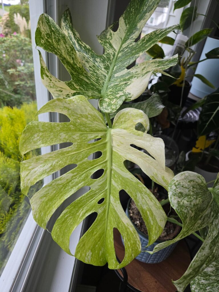 Should I hold off on re-potting while she is pushing out new leaves?