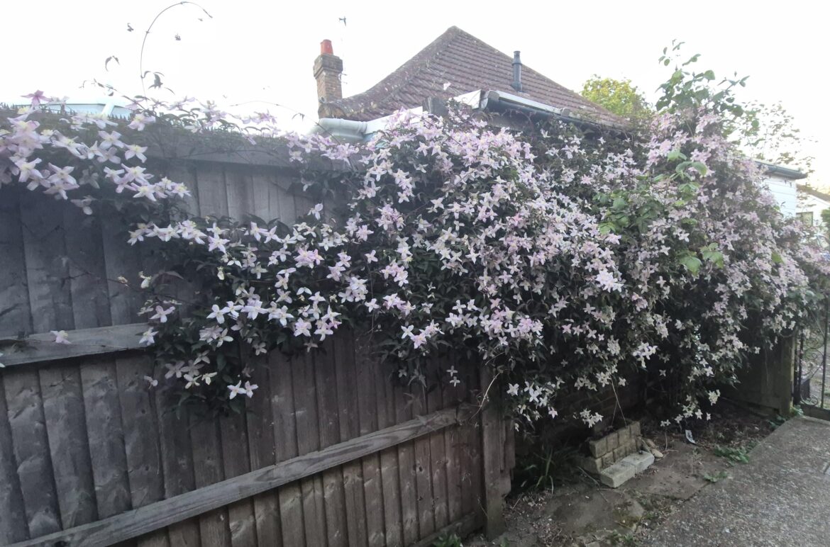I wish I could bottle up the exact smell of my clematis because wow! It's one of very few scents that don't make me sneeze or trigger a migraine, I love it so much