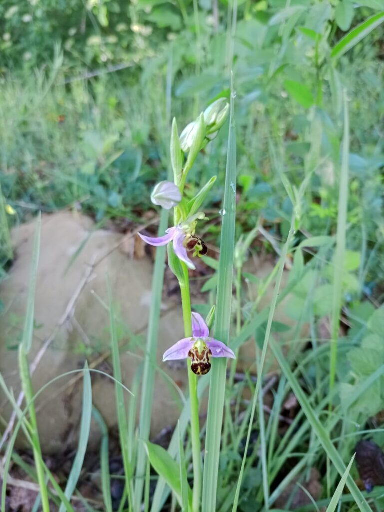 Going low mow for a few years is really starting to pay off, I got all of these flowers for free just by creating the right habitat for them! (South of France for any comments about invasive/native)