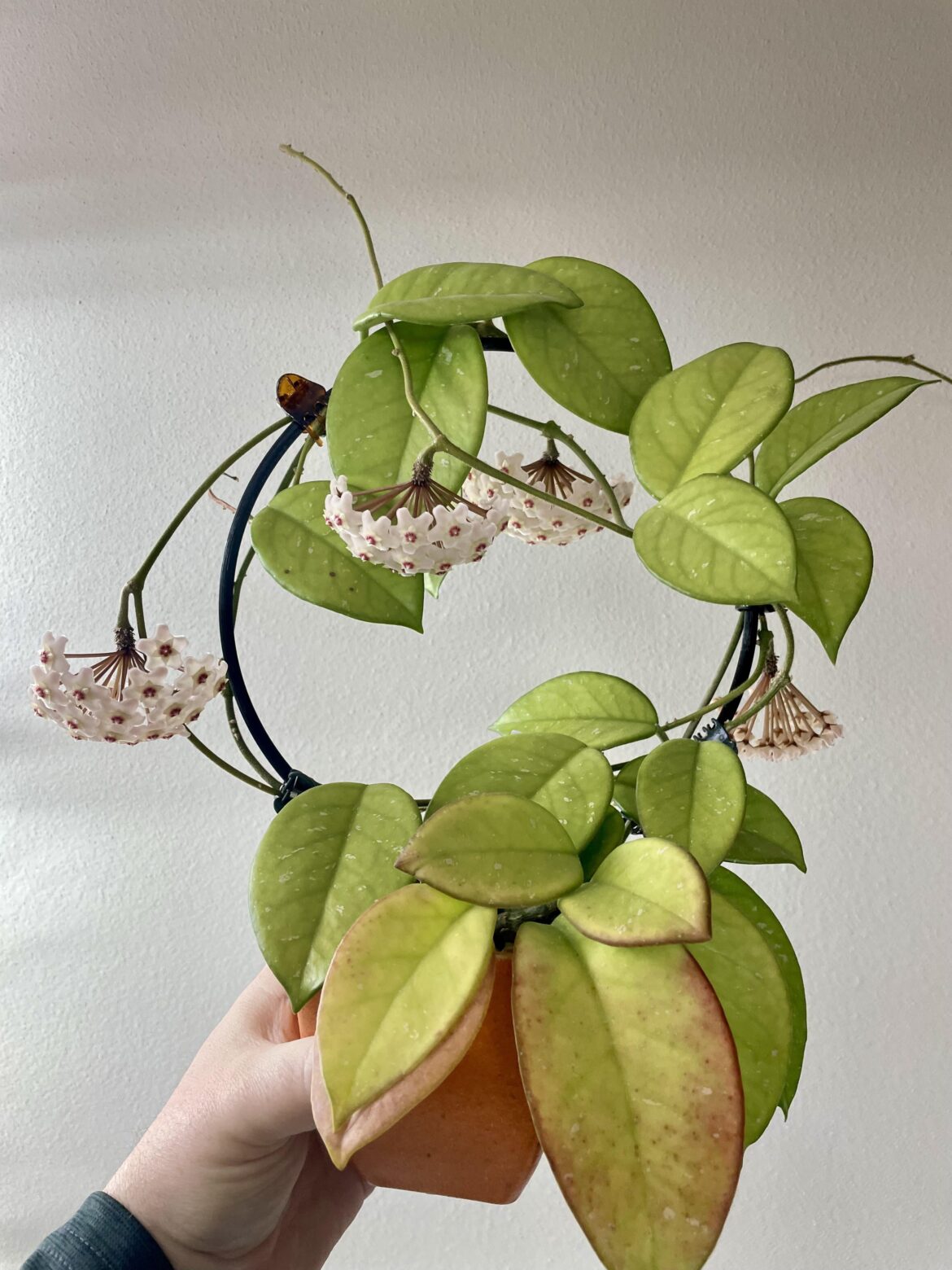 Carnosa Freckles Flowering