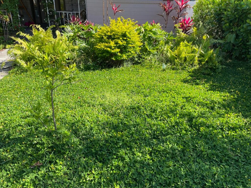 My grass free front yard My grass free front yard
