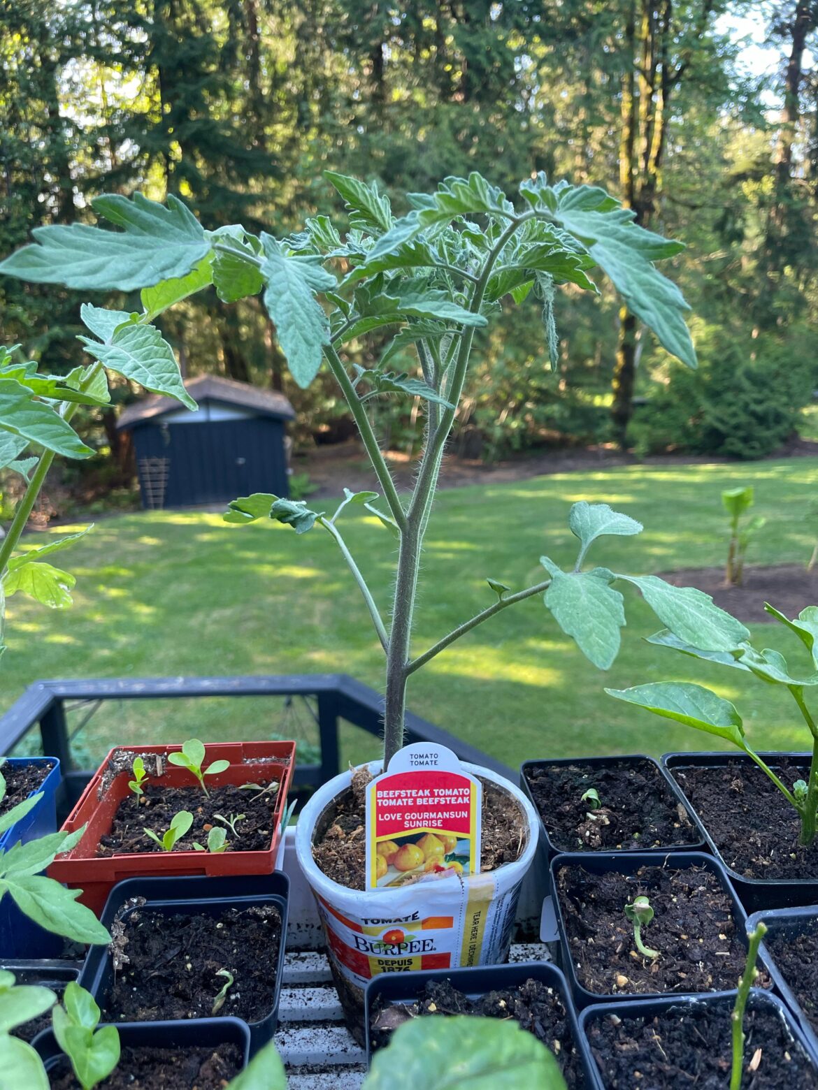 Love gourmansun sunrise beefstake tomato