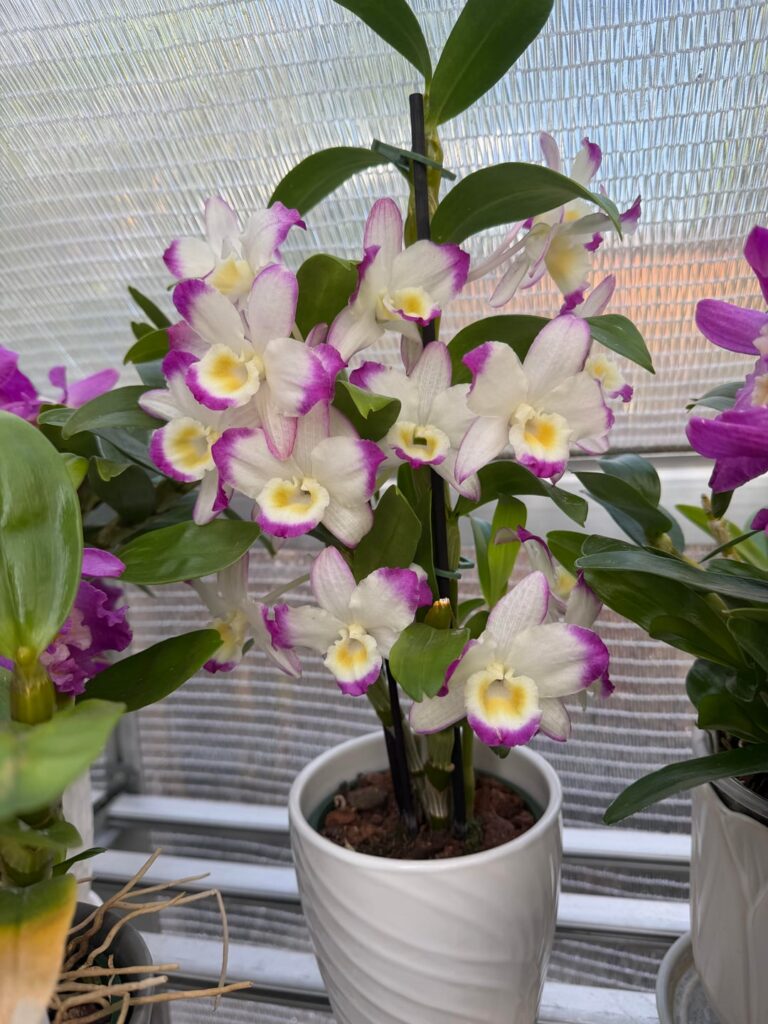 Beautiful new addition