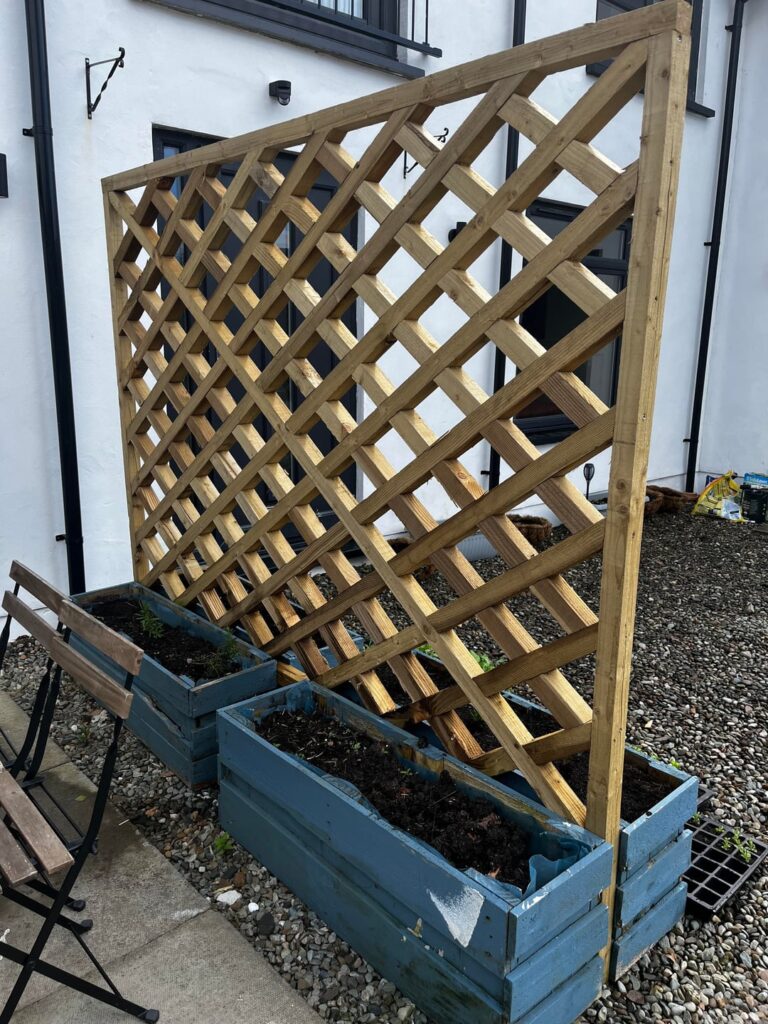 Suggestions please! I need something to grow up the trellis to create more privacy.