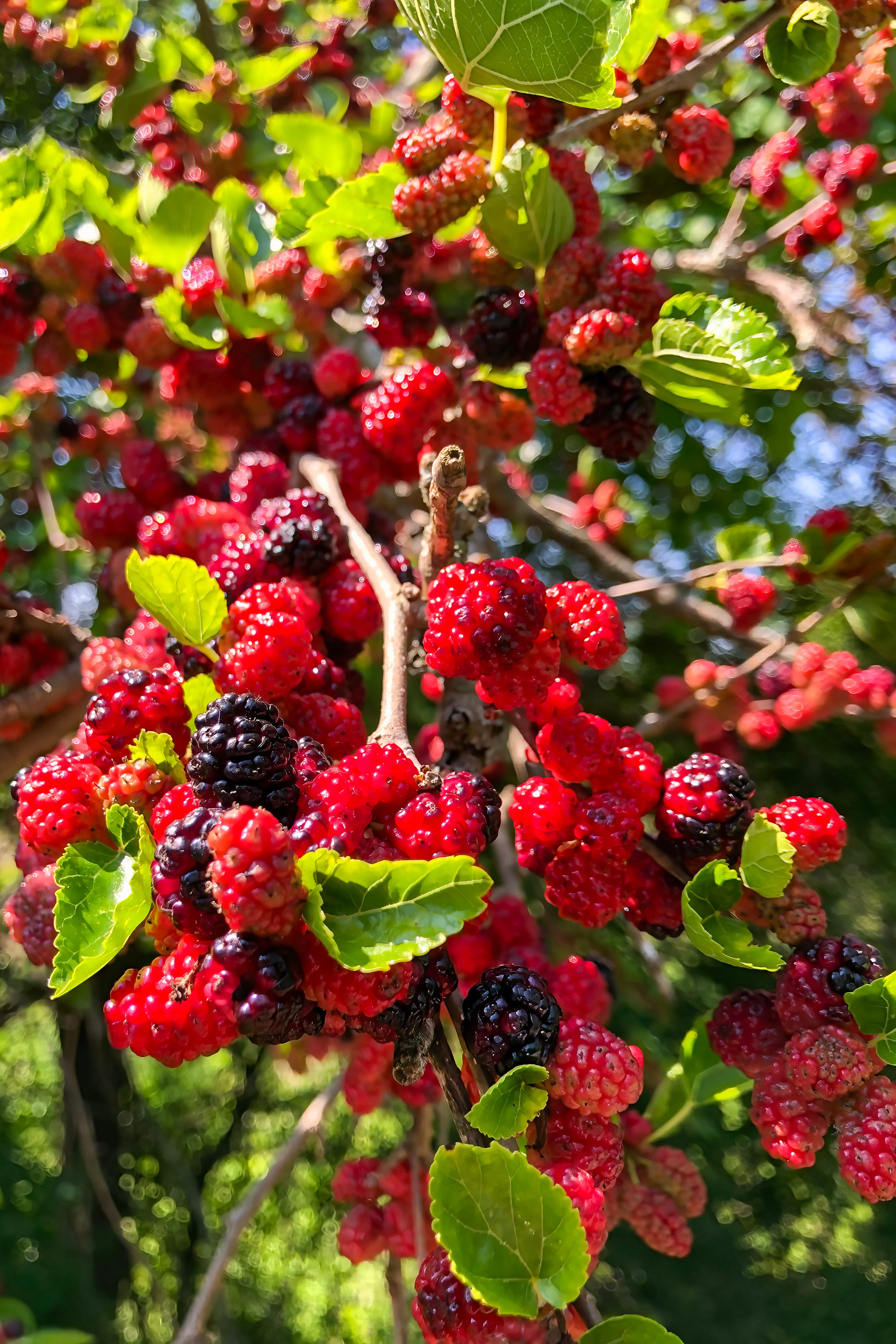 red mulberries on tree