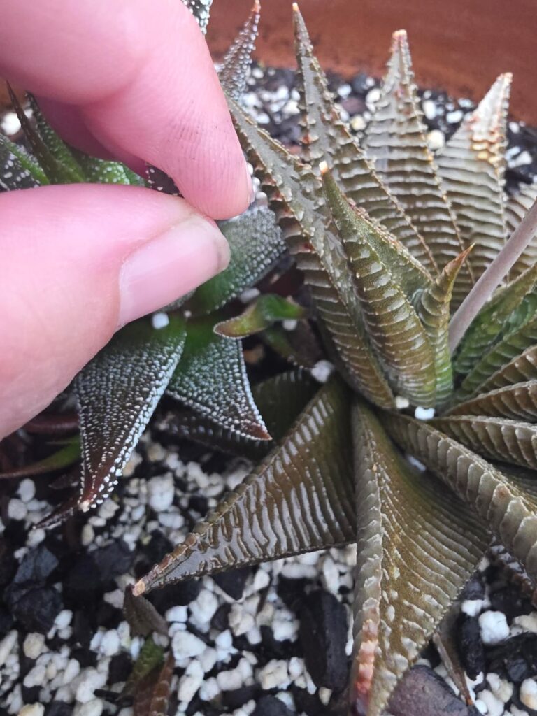 Are these happy?