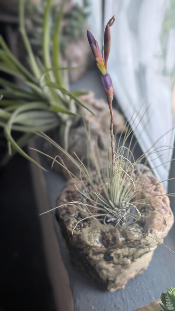 So tiny yet flowering
