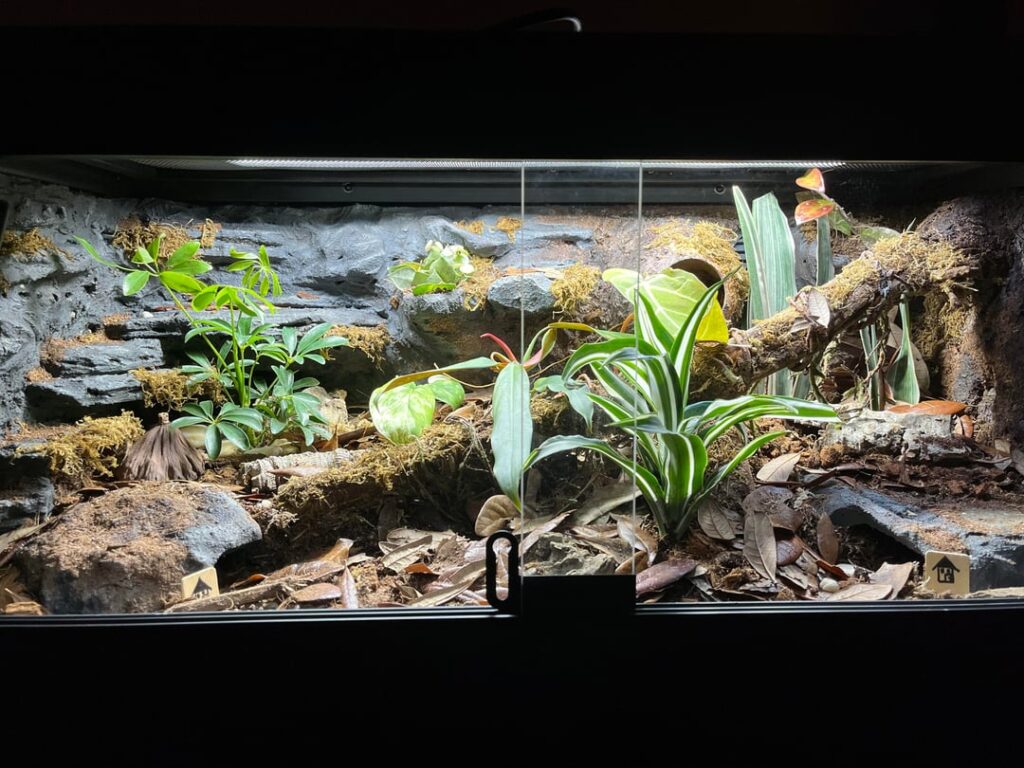 My first time making a bioactive enclosure. Thoughts?