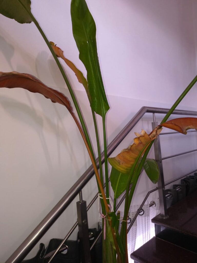 Bird of paradise seems dying, help! Bird of paradise seems dying, help!
