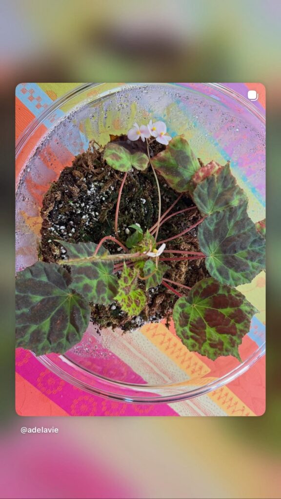 Begonia sp. Padang