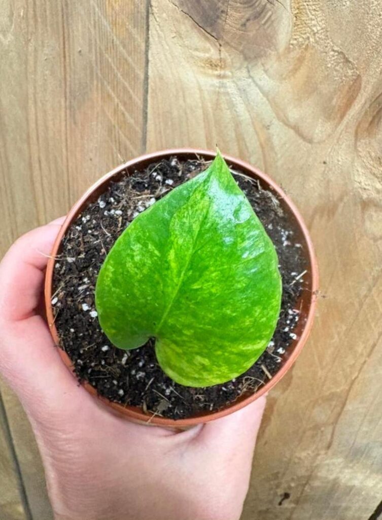 What kind of monstera is this