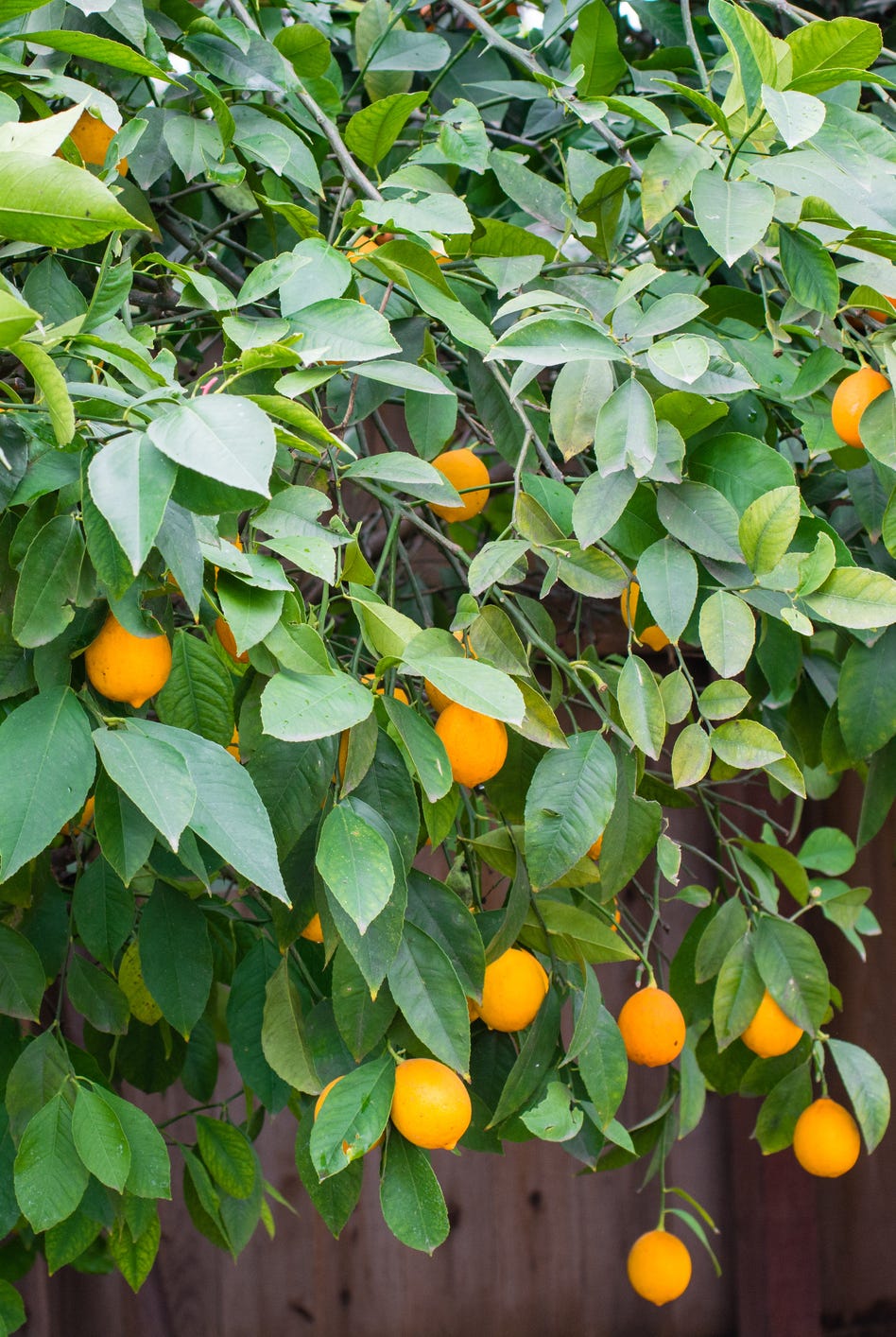 ripe california meyer lemons ready for harvest