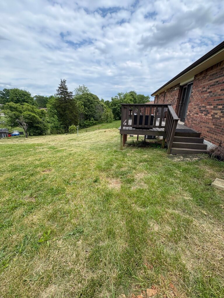 New home, looking for advice on yard