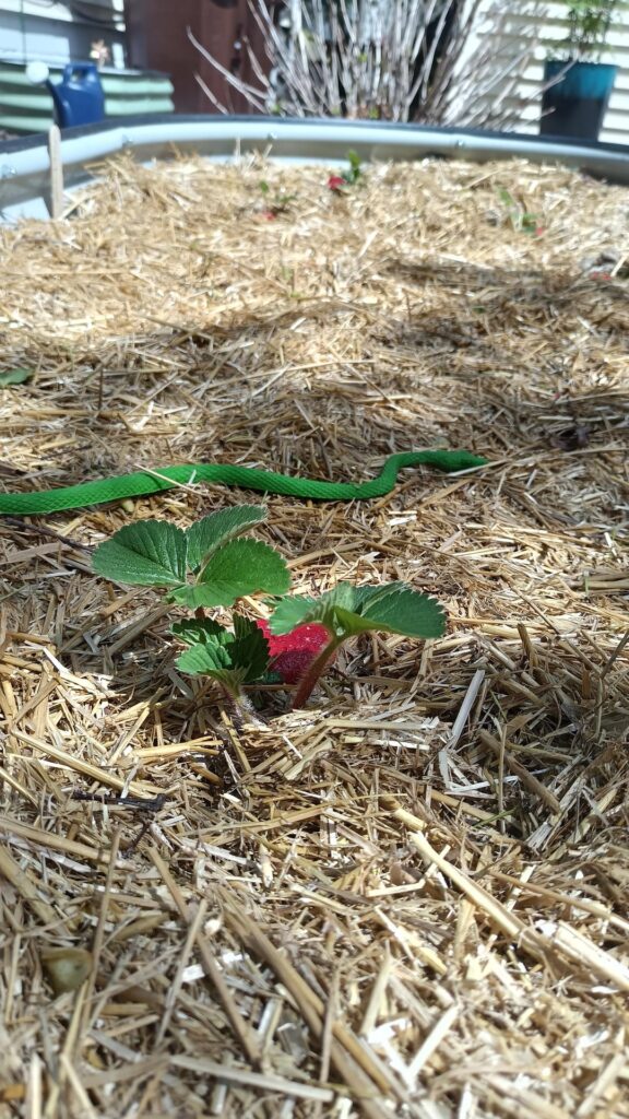 I think my friend is hinting for more berries this year.. I think my friend is hinting for more berries this year..