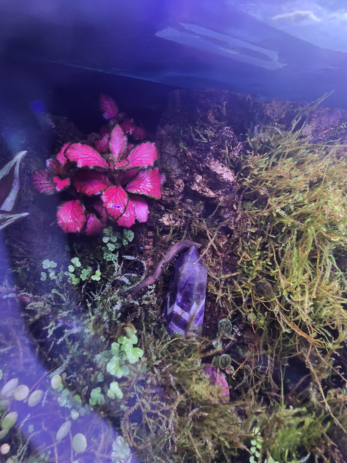 The pink-est plant I own.