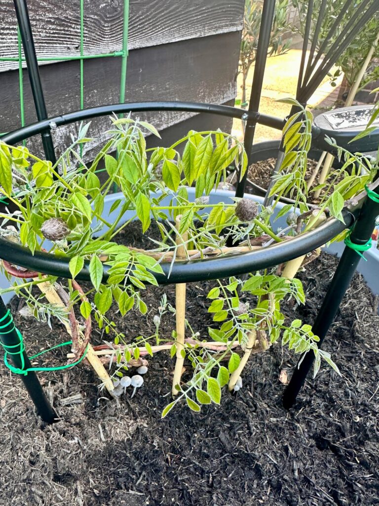 Joining in the wisteria showing off, here’s my baby one