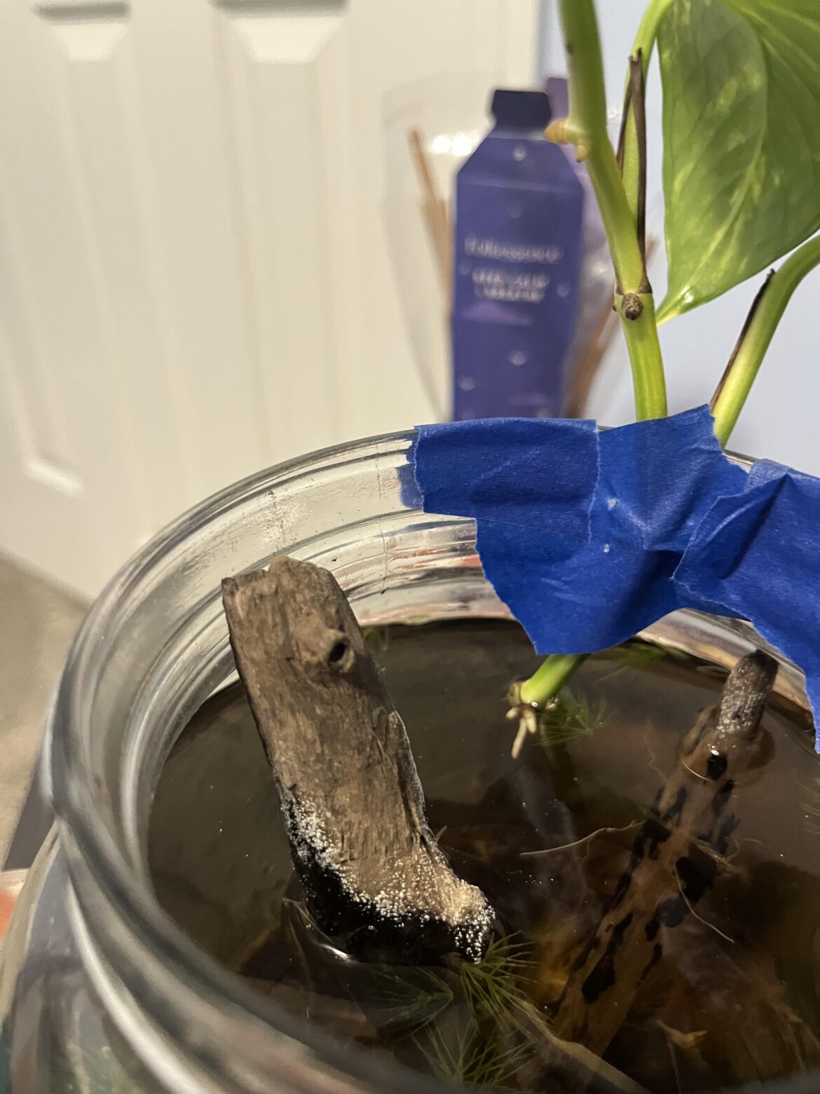 White crust forming on sticks at water line? White crust forming on sticks at water line?