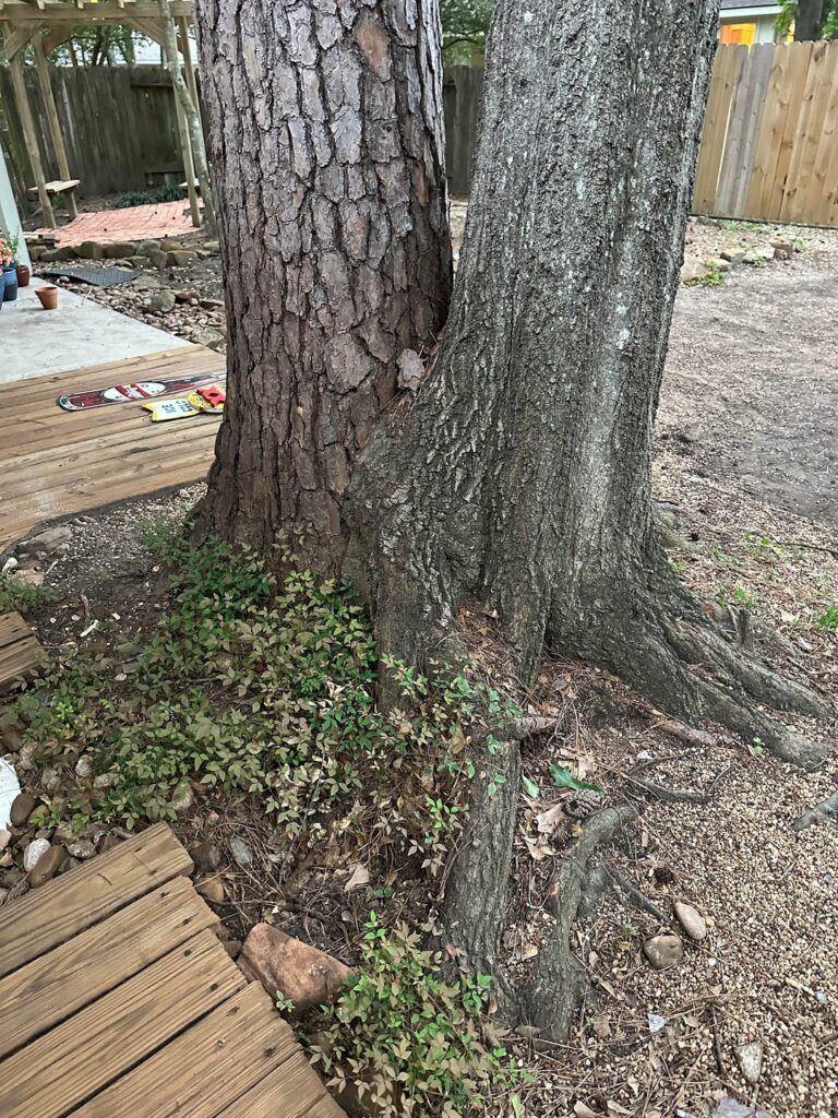 Fused Trees